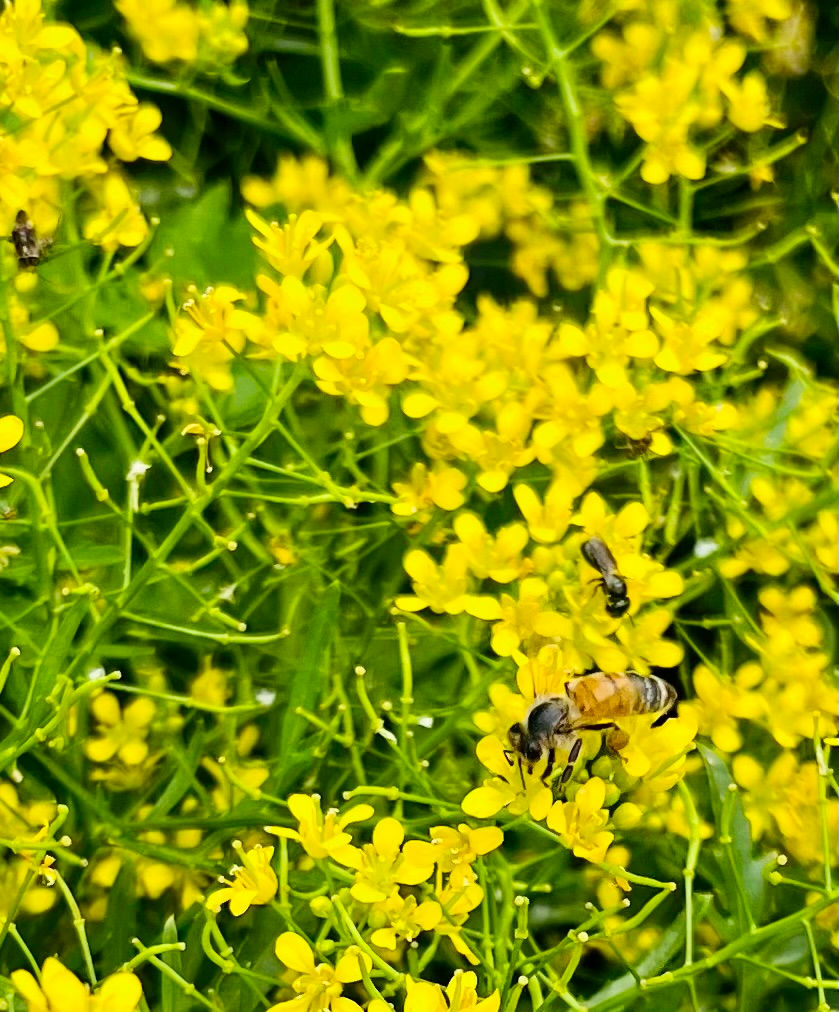 Bees gather nectar from small yellow flowers in a lush green field.