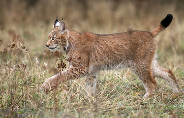 Photo of a lynx.