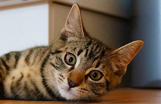Cat Photo