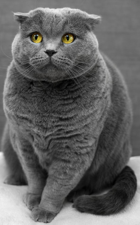 Cat Photo by Max Baskakov on Unsplash.jp