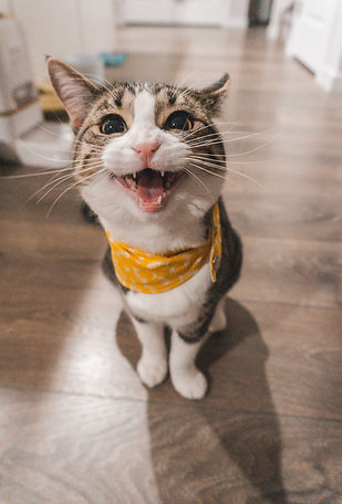 Photo by Jae Park on Unsplash Bandana ca