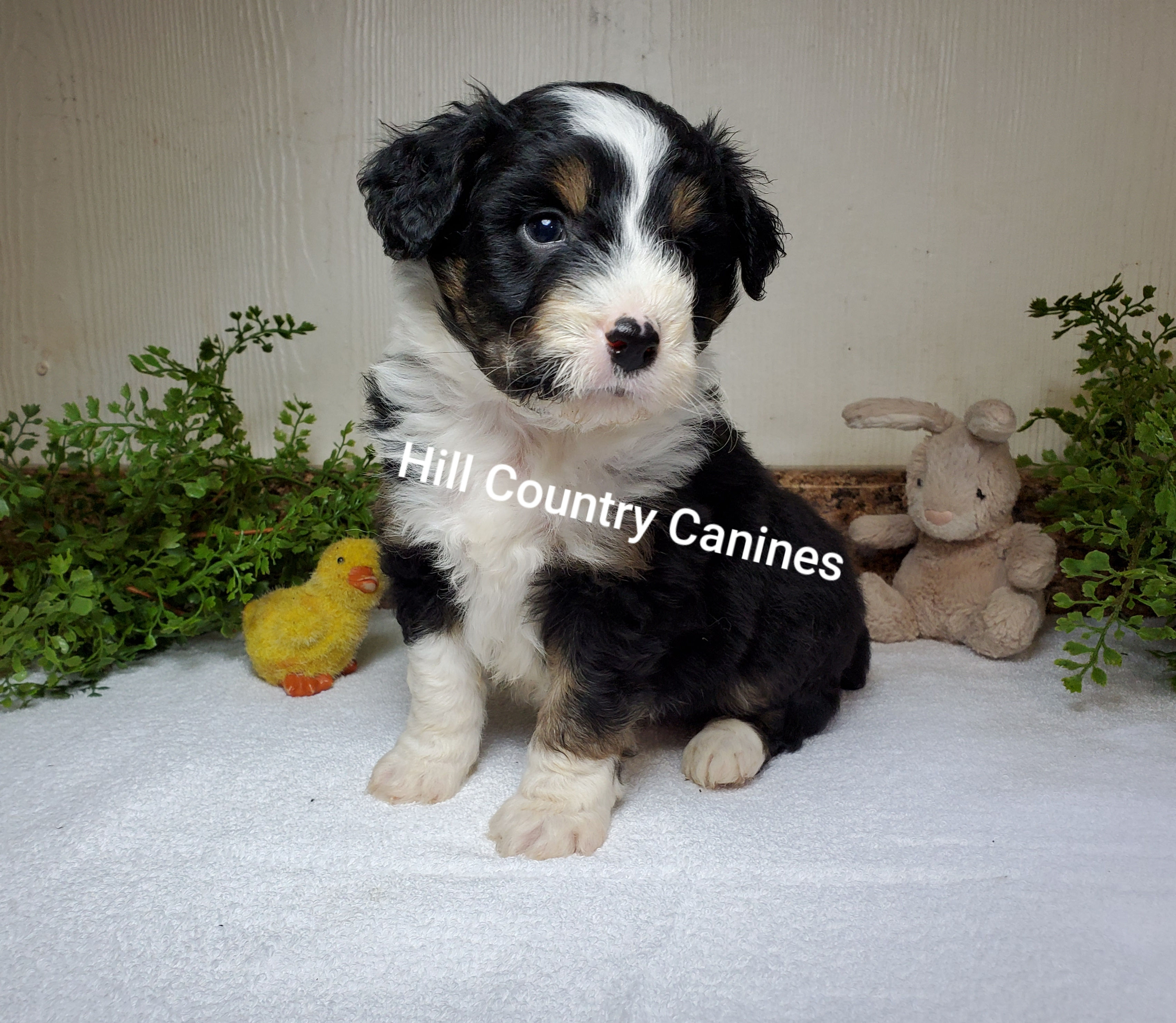 Angus (Reserved)
