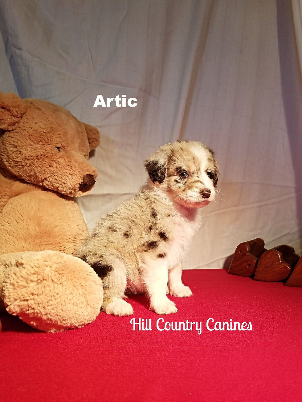 Thumbnail: Arctic (Reserved)