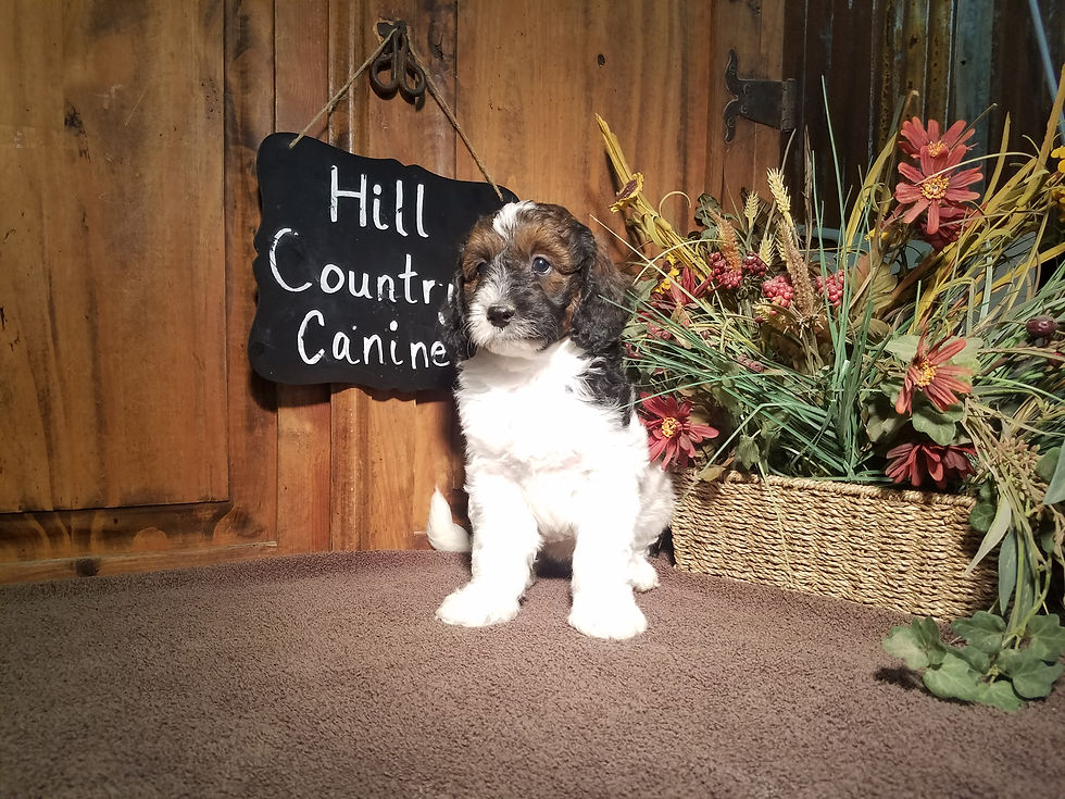 Thumbnail: Flint (Reserved)
