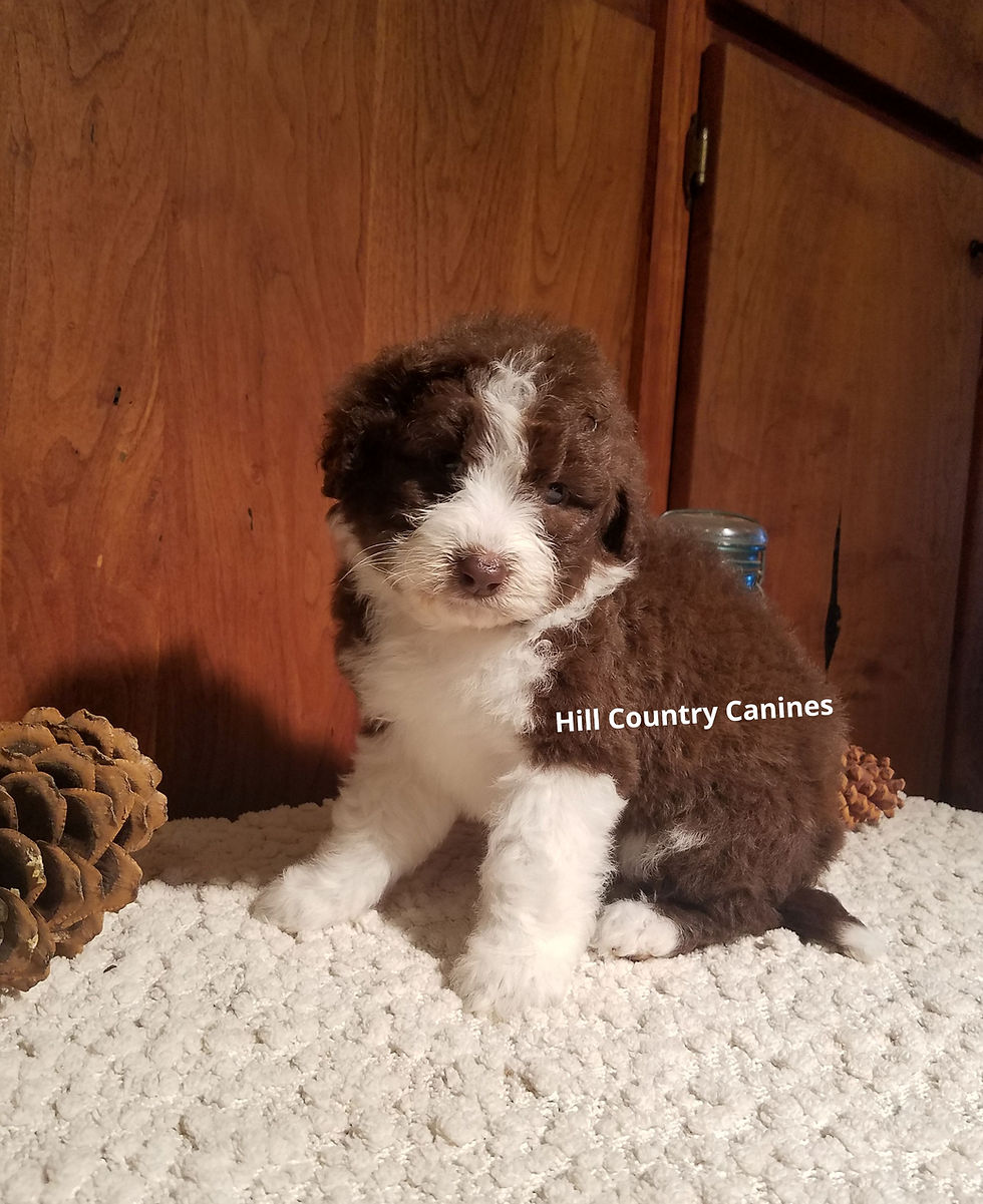 Thumbnail: Jasmine (Reserved)