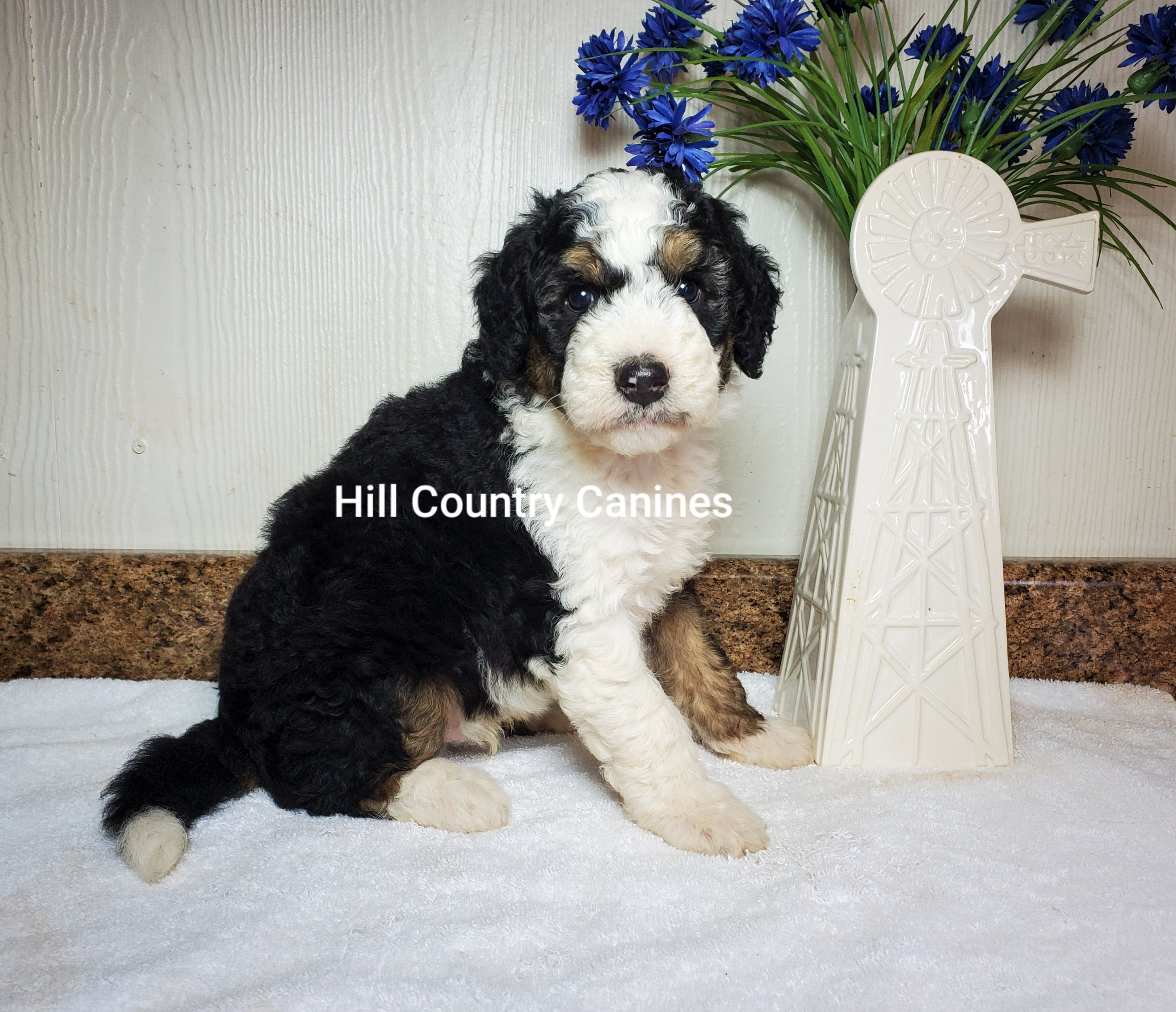 Bear (Reserved)