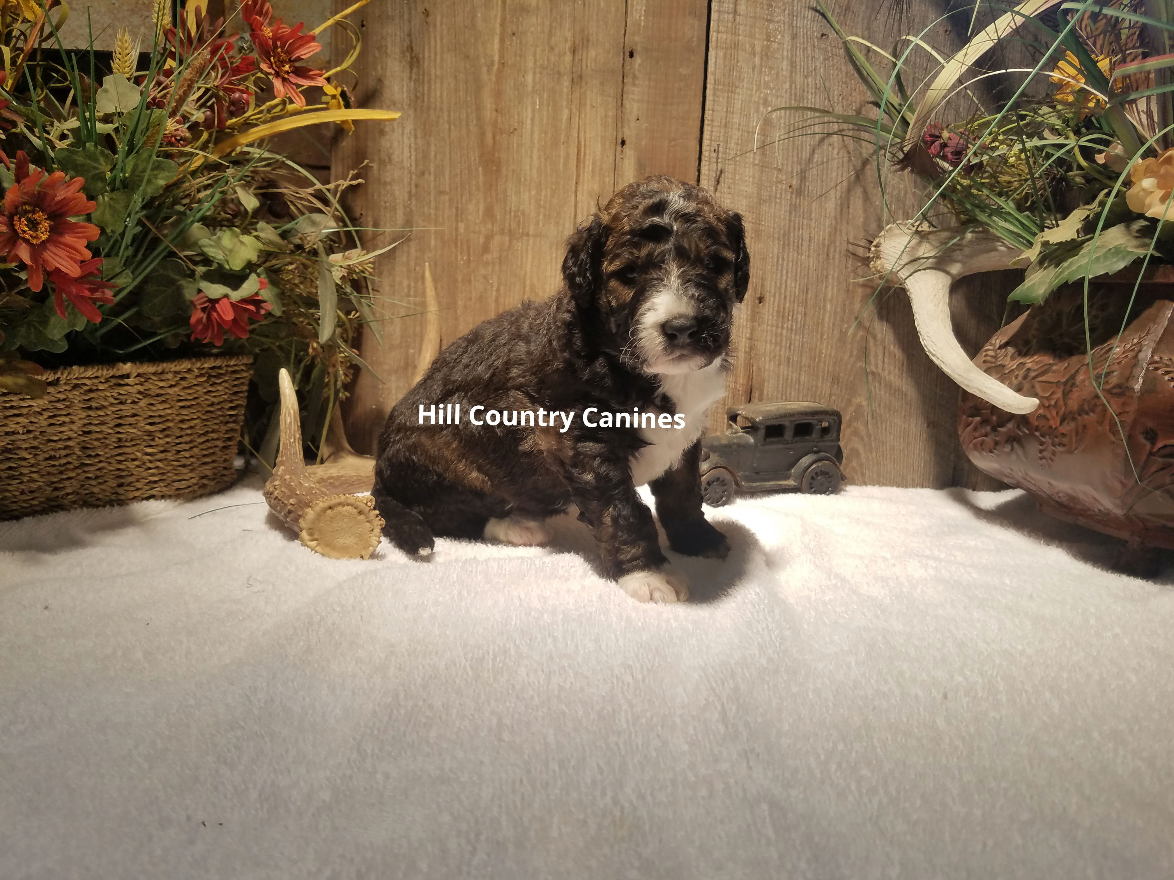 Knight (Reserved) 