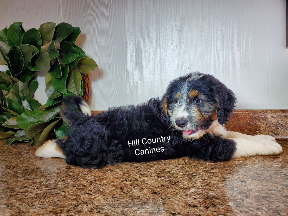 Thumbnail: Simba (Reserved)