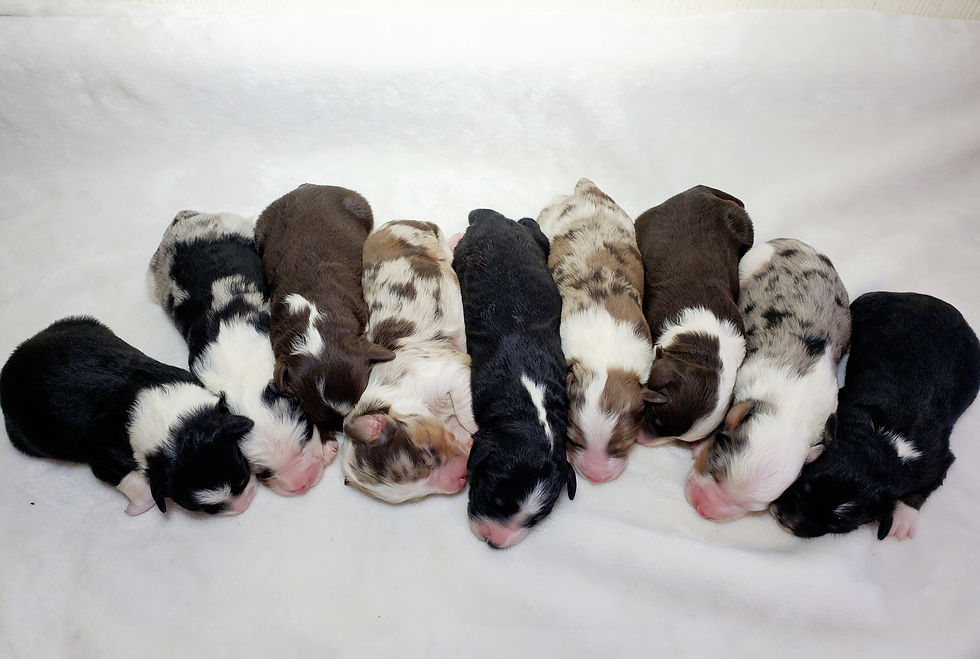 Thumbnail: A litter group