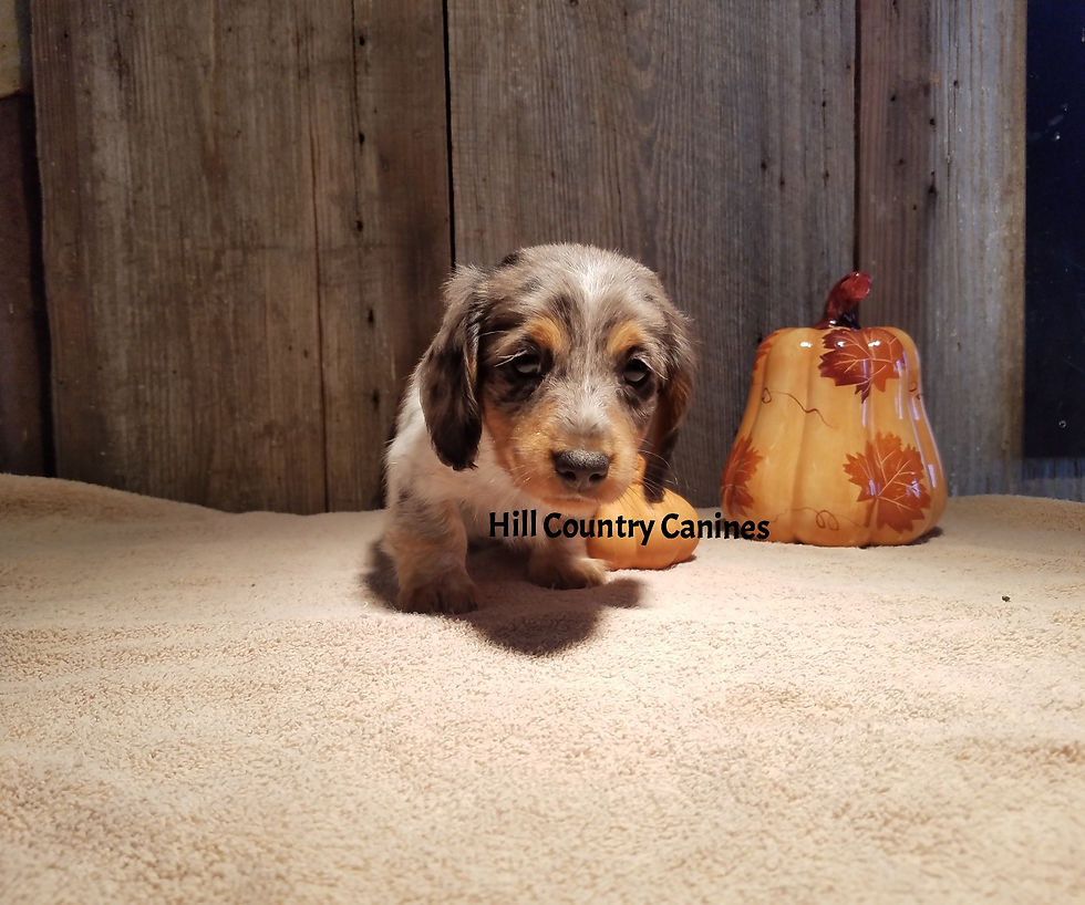 Thumbnail: Geronimo (Reserved)