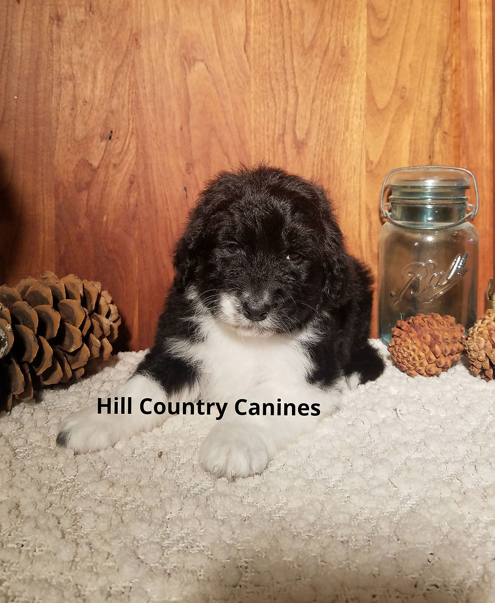 Thumbnail: Juliet (Reserved)