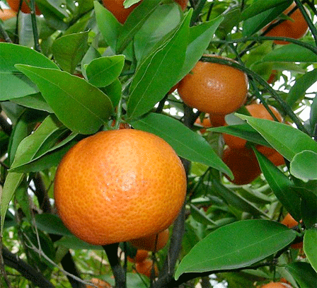 蜜桔 Mandarin