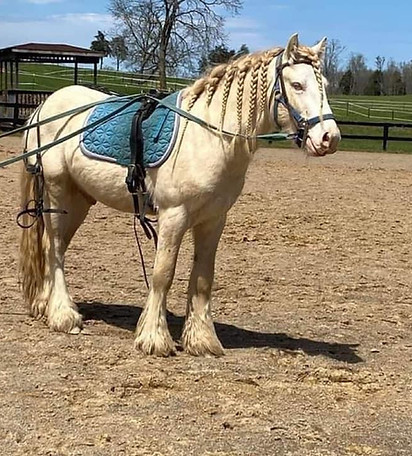 candy sire.jpg