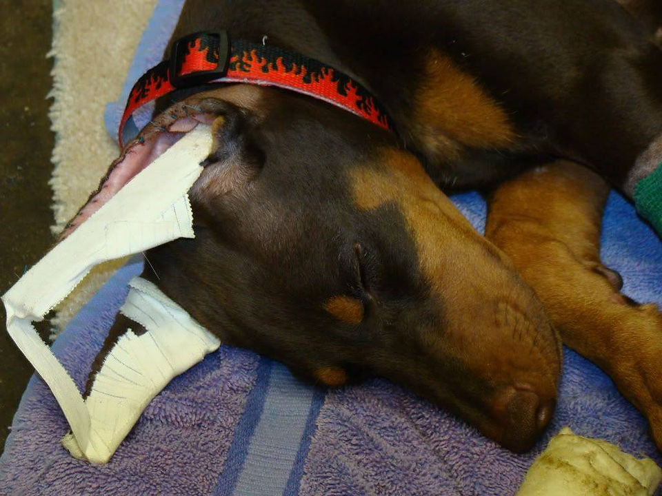 https://www.gentledoberman.com/forums/doberman-pinscher-discussion/doberman-pinscher-ears/healing-ears