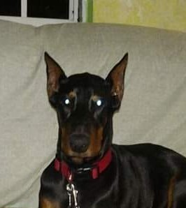 Hospital Veterinario Atenas