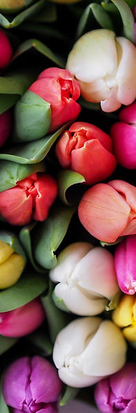 Fresh Buds