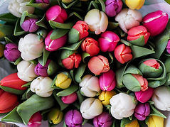 Fresh Buds