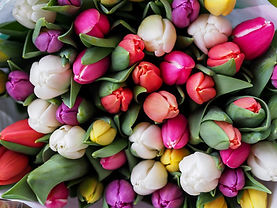 Fresh Buds