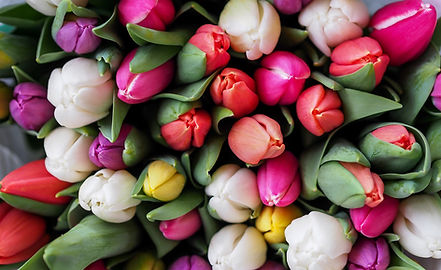 Fresh Buds