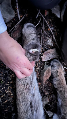 Mountain lion claw