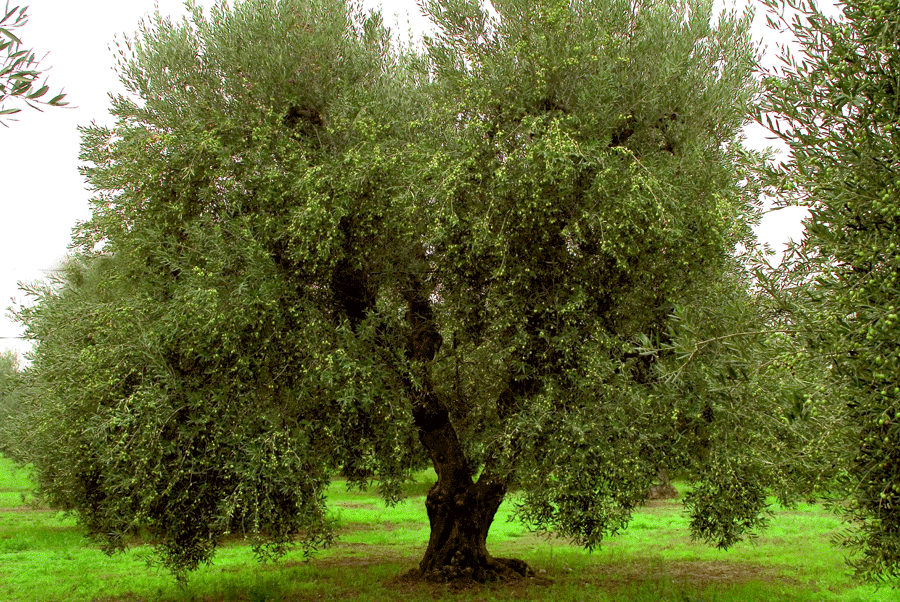 albero d'ulivo per la produzione di Olio d'oliva extra vergine
