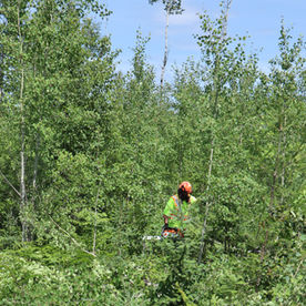 First Nations Take United Stand Against Glyphosate Use in Ontario Forests