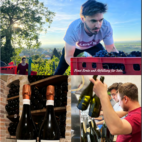 WEINGUT KELLER 2023 HARVEST REPORT