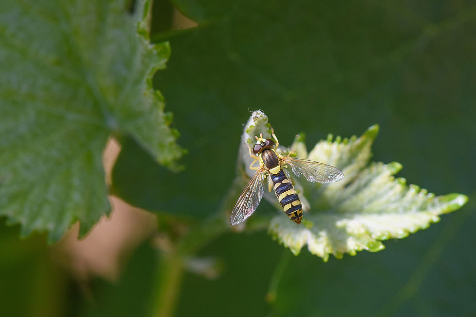 A bee on a grape vine at Domaine de Villargeau, and organic producer of Sauvignon Blanc