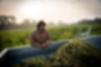 Jo Landron Muscadet Harvest .jpeg