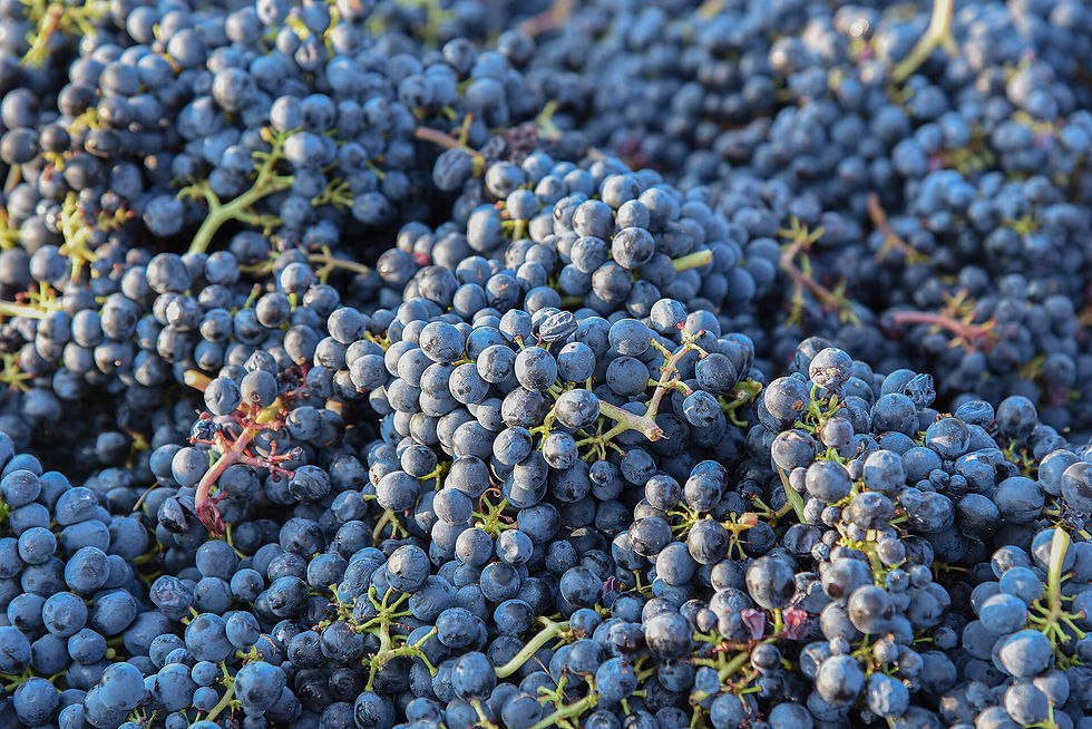 Pinot Noir grapes harvested at Domaine de Villargeau