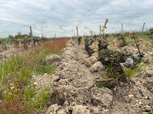 Old vine Pineu d'Aunis at Domaine Patrice Colin