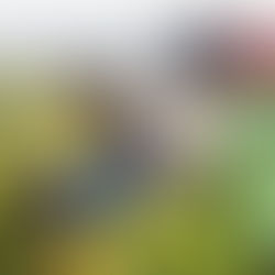 Harvesting Pinot Noir at Domaine de Villargeau