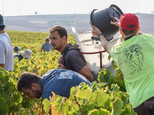 Harvesting Pinot Noir at Domaine de Villargeau