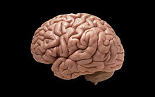 Brain.jpg