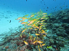 민나지마 포인트