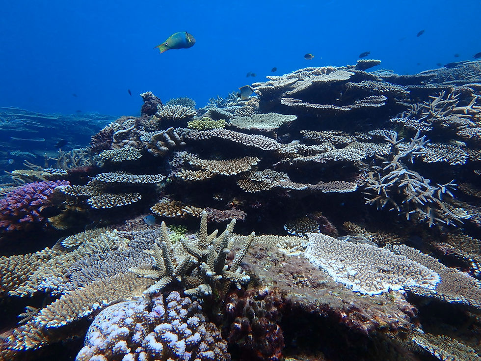 20170816오키나와블루다이브okinawa_blue_dive (78)