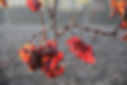 Autunno in brolo.jpg