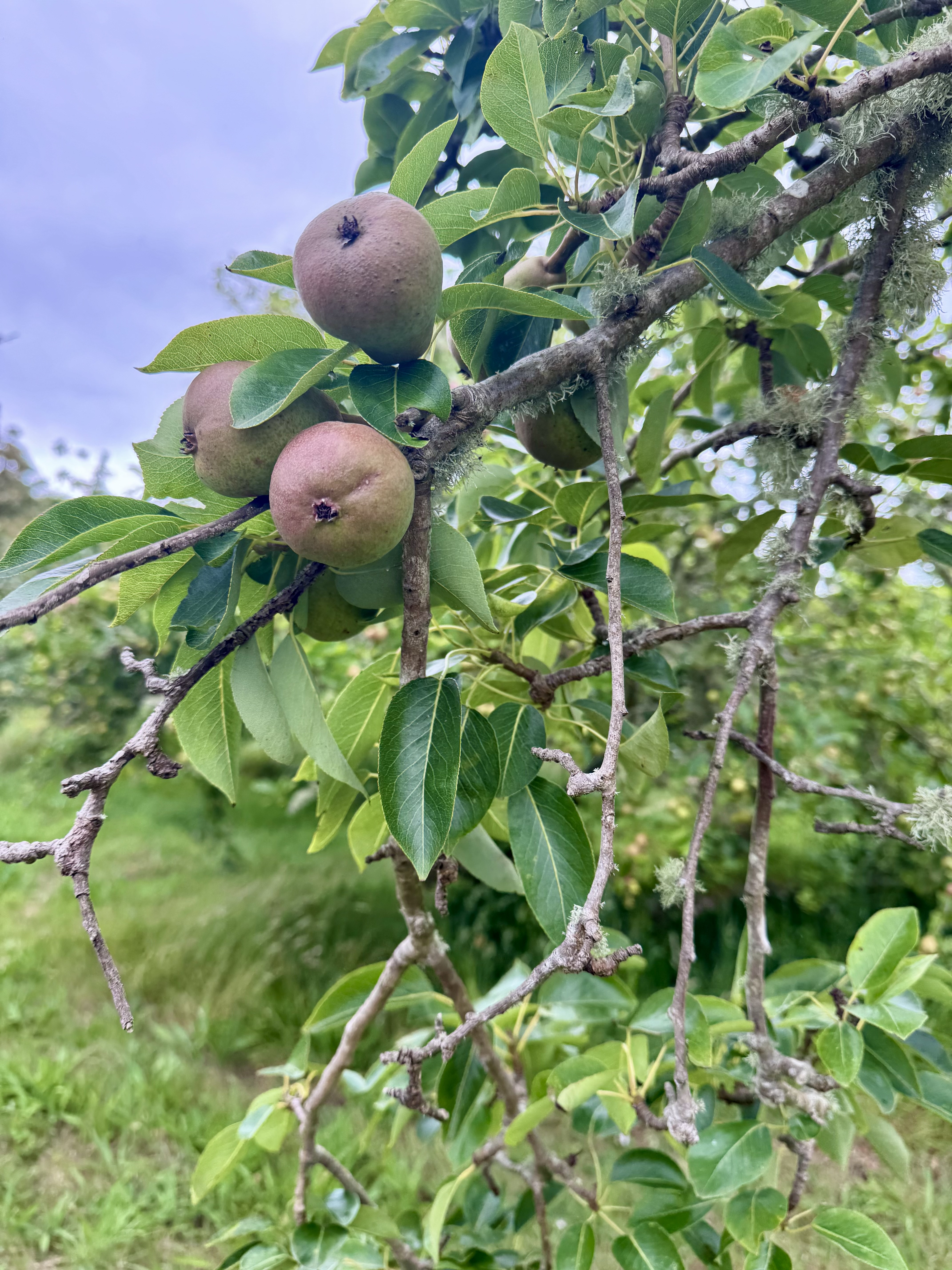 Pears on the tree
