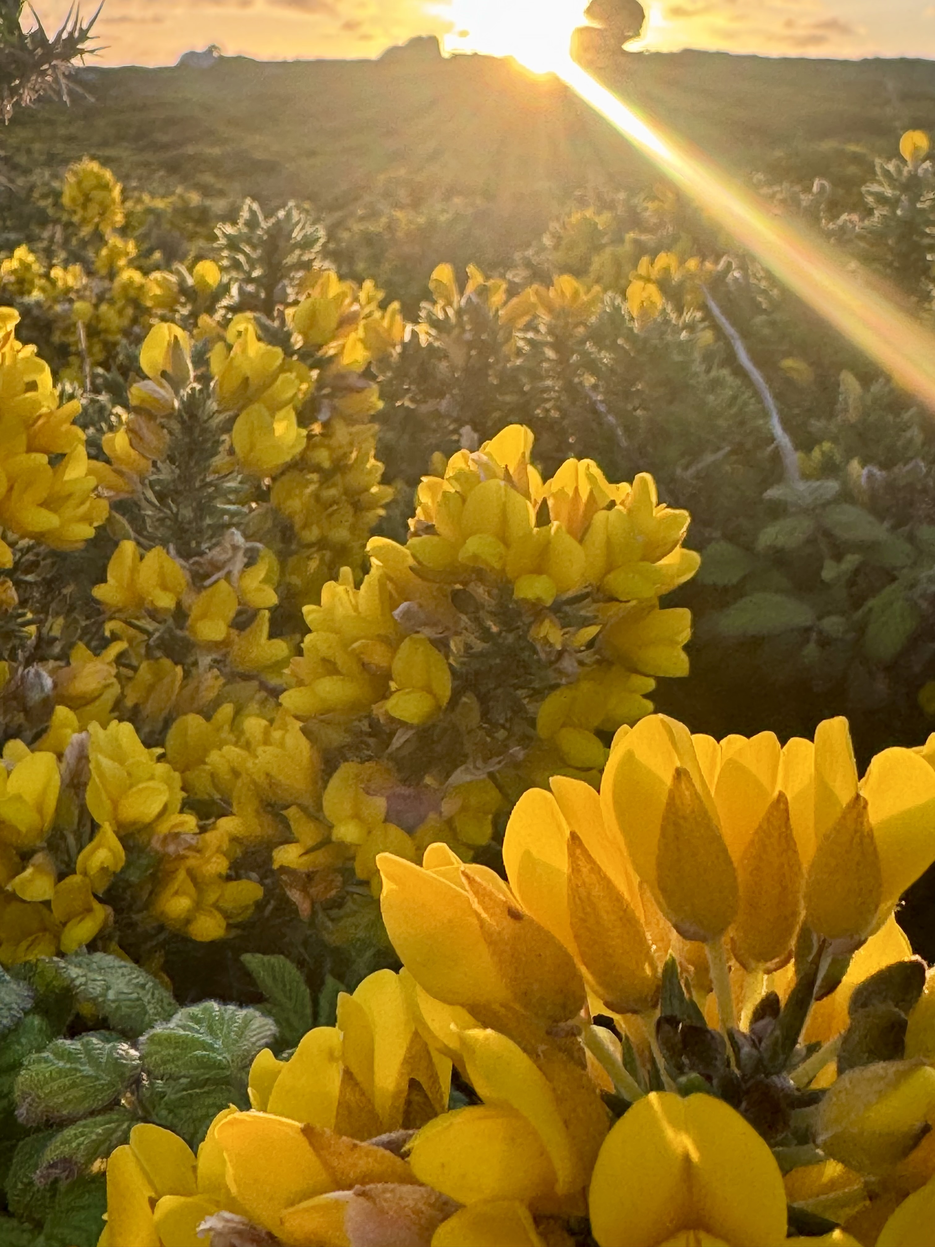 Gorse in flower at sunset