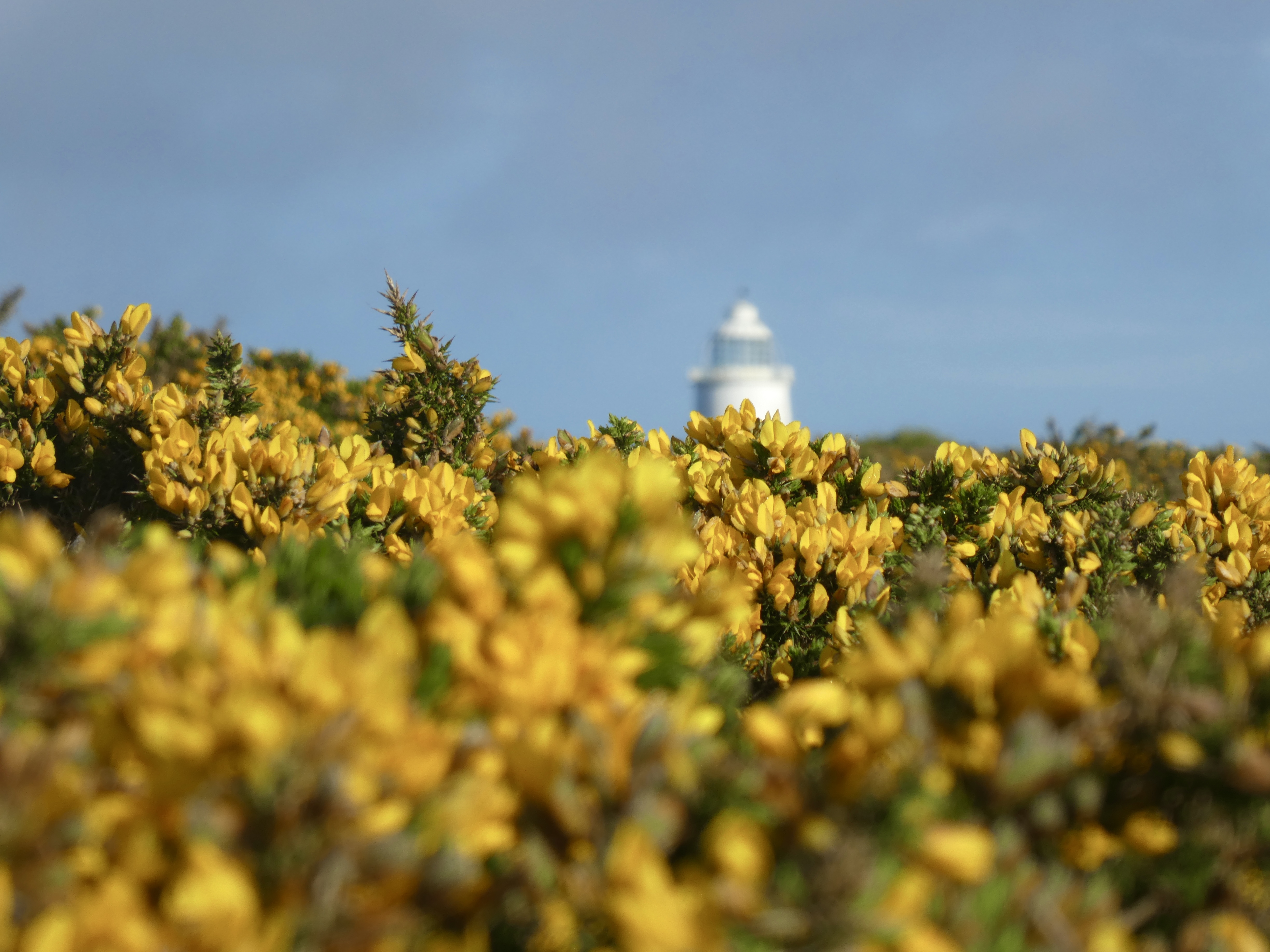 Gorse with the lighthouse behind