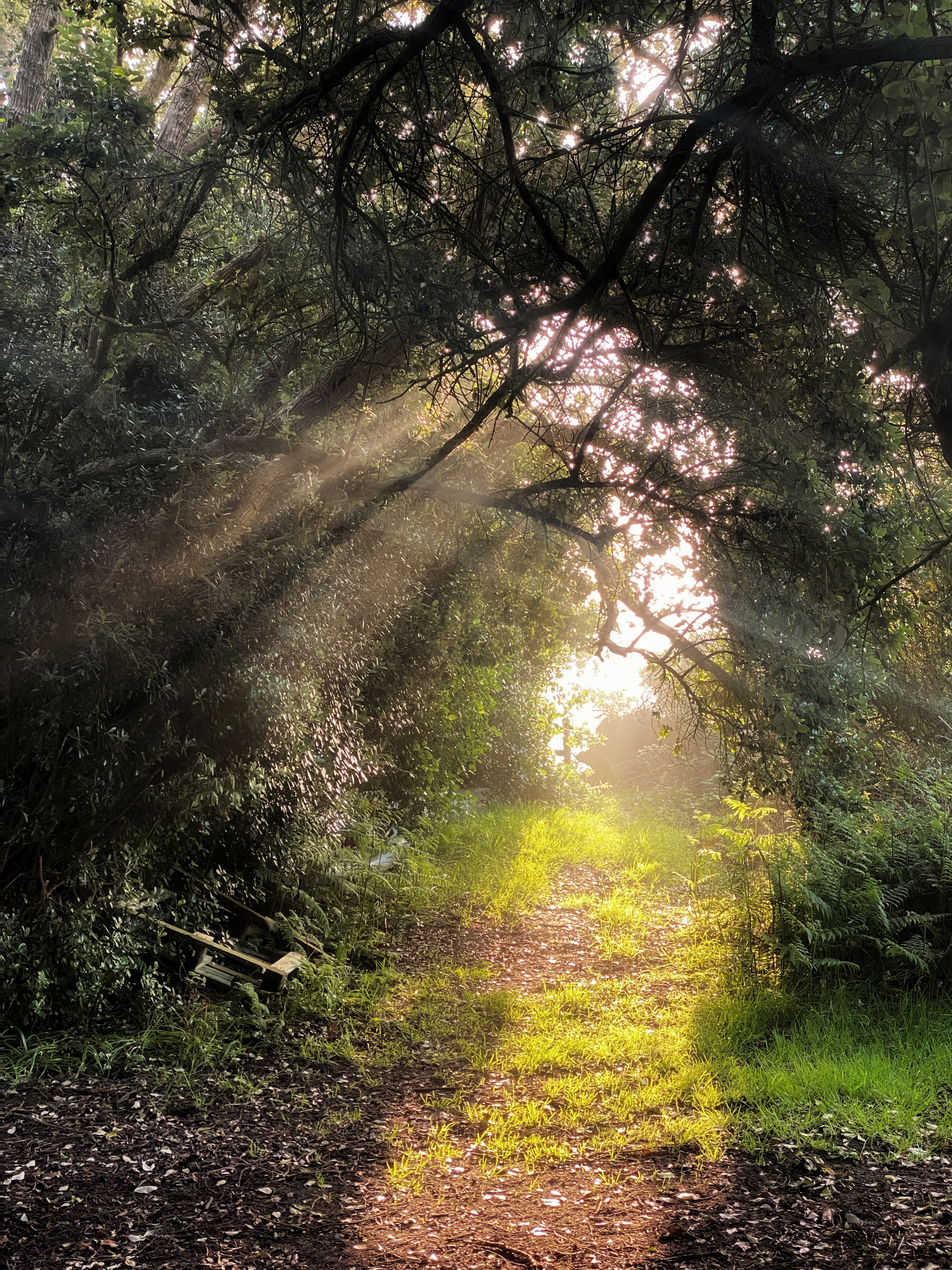 Sunlit woodland path