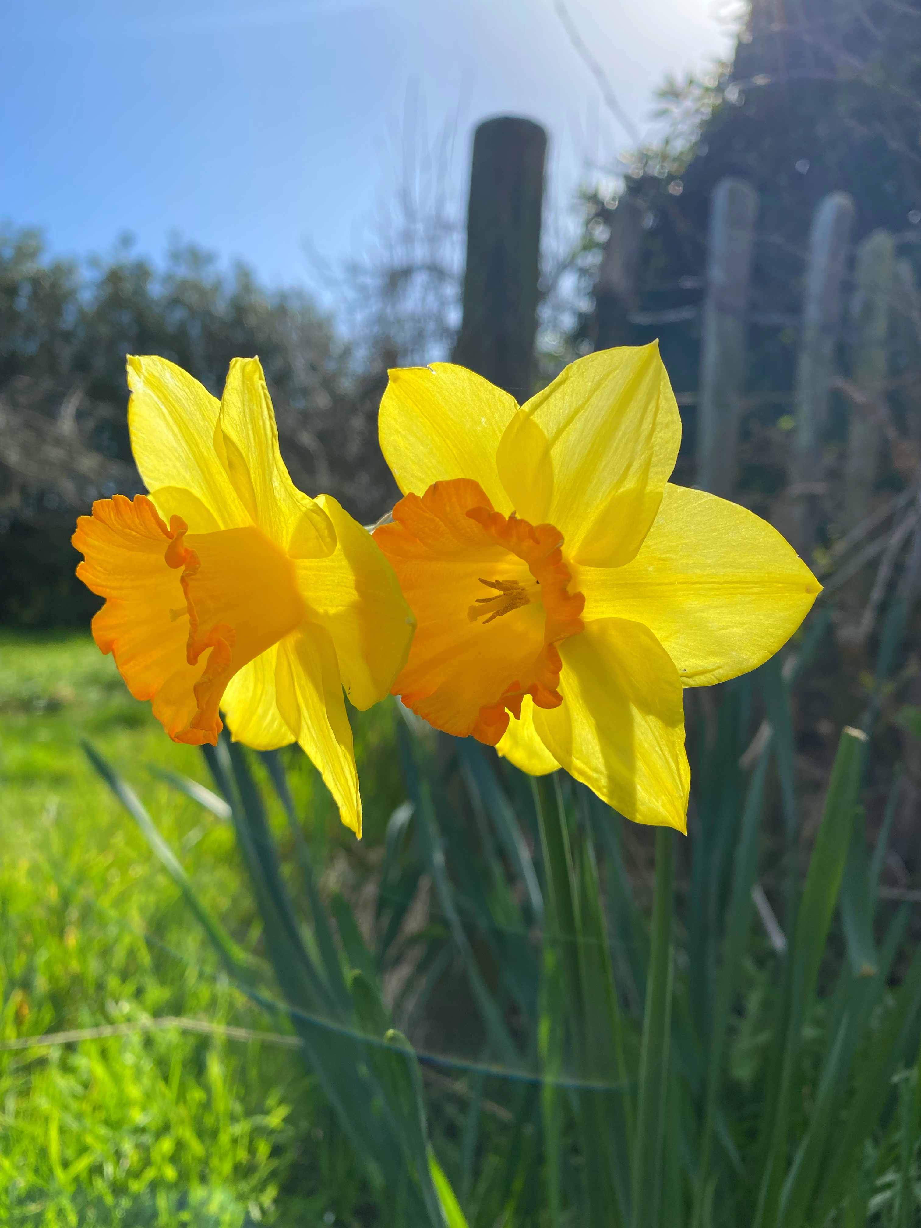 Springtime photo 3