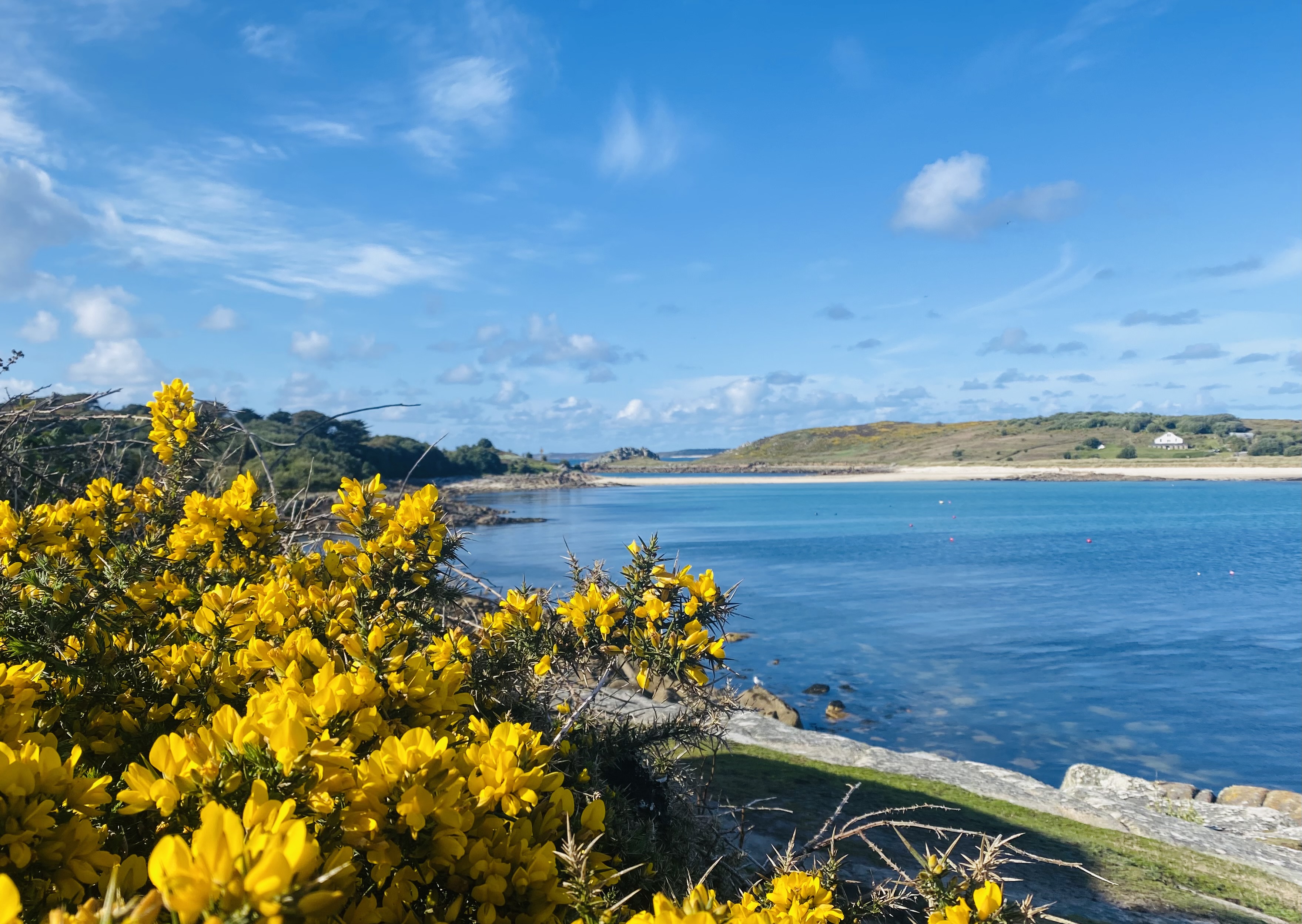 Gorse blossom by the bay