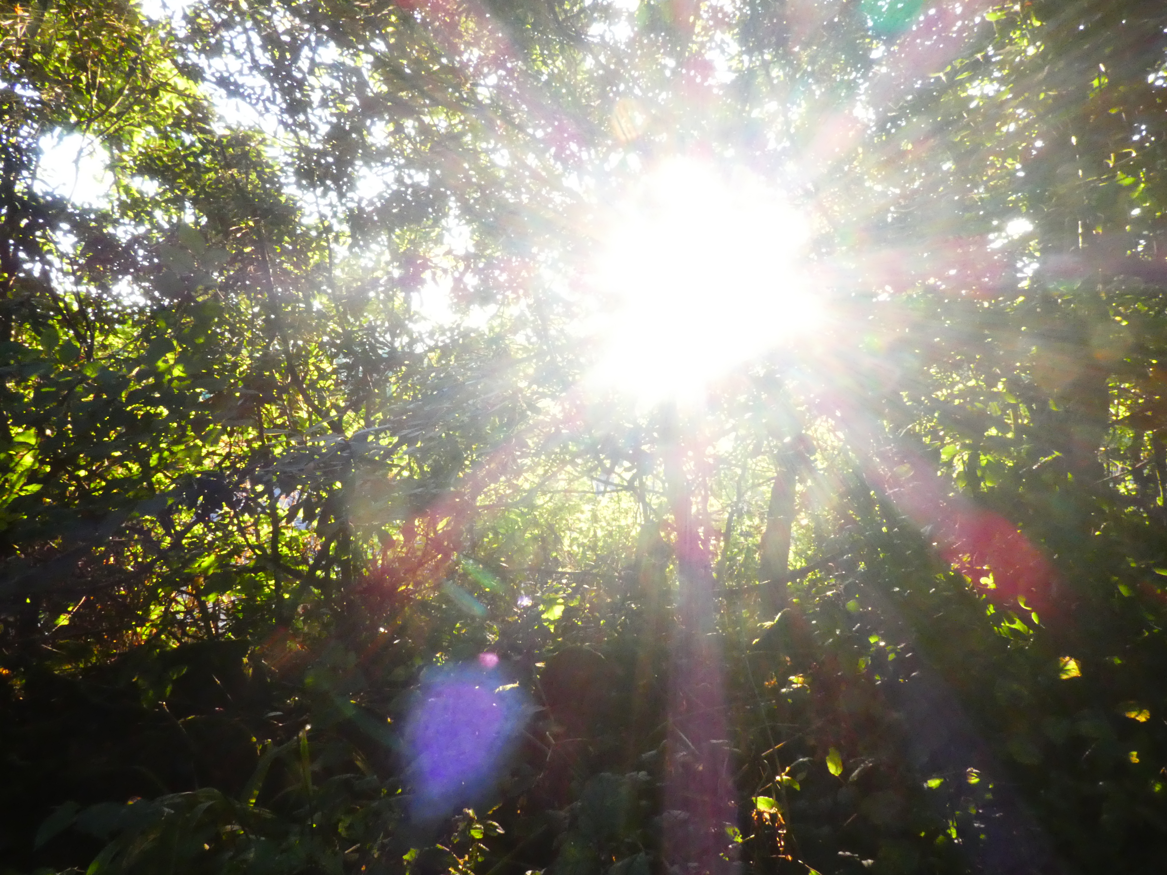 Sunlight through the trees