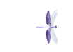 dragonfly logo.png