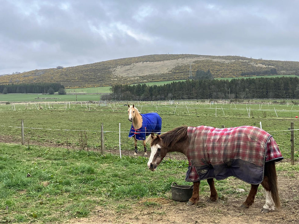 Easter Mains ponies and view .jpeg