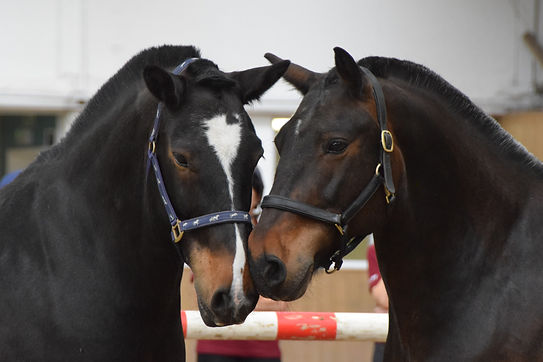 two beautiful horses at fortune college alternitive equine provision