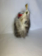 Thumbnail: Poozie (Possum Koozie)