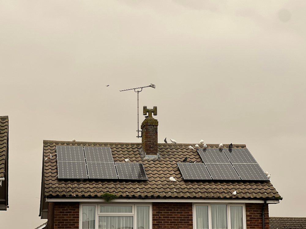 How To Stop Pigeons Nesting Under Solar Panels UK How To Stop Pigeons Nesting Under Solar Panels UK