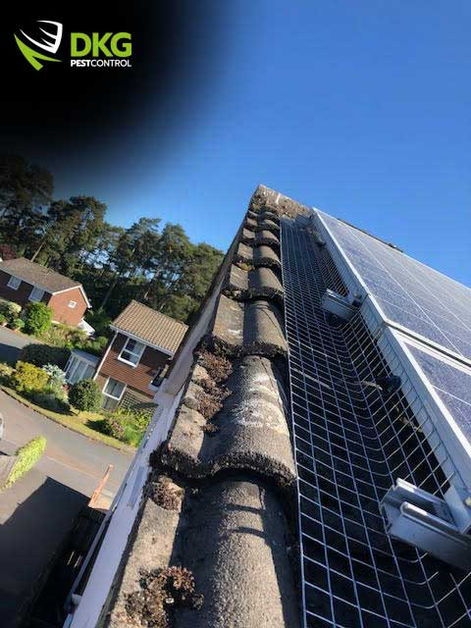 Stop-pigeons-nesting-under-solar-panels-Bracknell.jpg